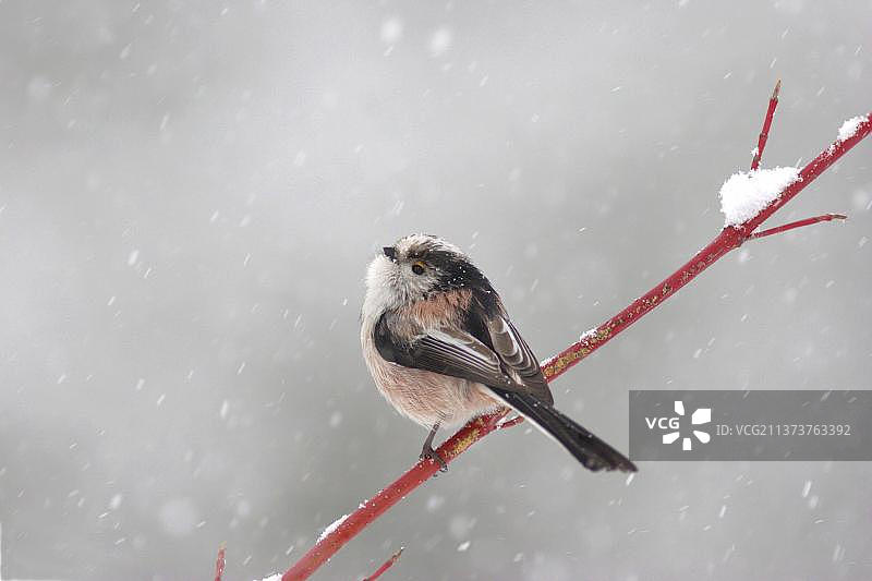 英国约克郡雪暴中栖息在树枝上的成年长尾山雀图片素材