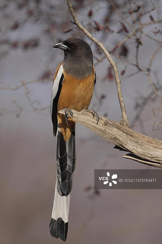红腹树鹊（Dendrocitta vagabunda），成年，栖息在树枝上，印度拉贾斯坦邦兰坦博尔国家公园，亚洲图片素材