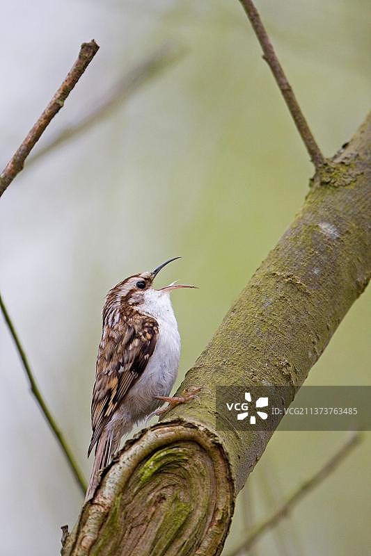 英国萨福克郡的普通欧亚旋木雀图片素材