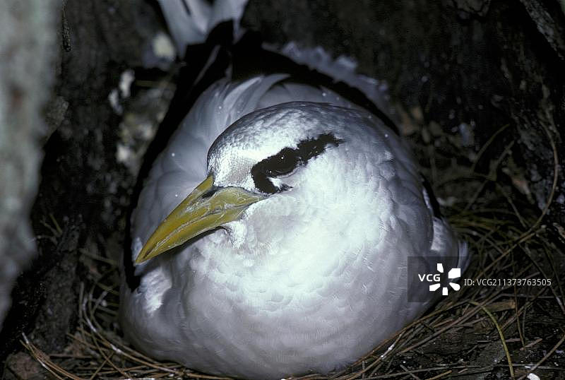 白尾热带鸟图片素材