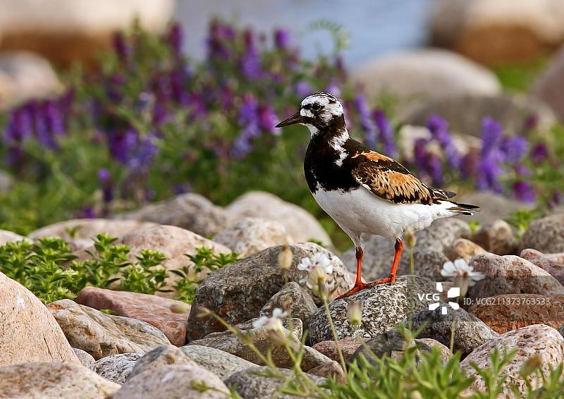 夏羽形态的红石鹬成鸟站在岩石上，背景是簇生的野豌豆，芬兰，欧洲图片素材