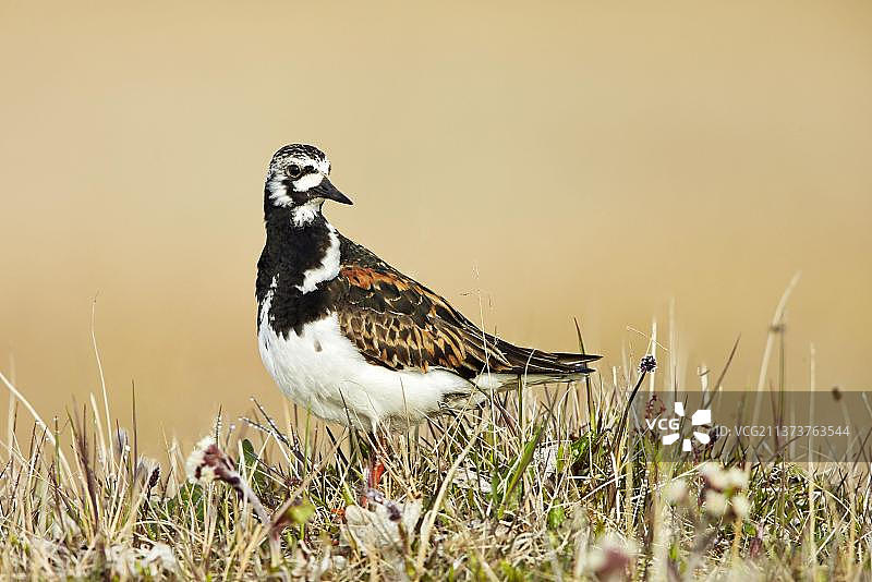 繁殖期雄性翻石鹬，站立于阿拉斯加巴罗附近苔原图片素材