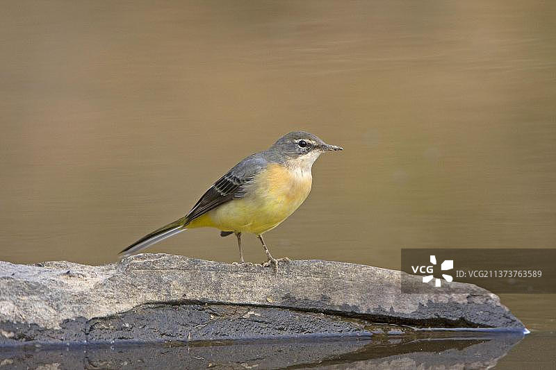 灰鹡鸰（冬季羽毛）图片素材