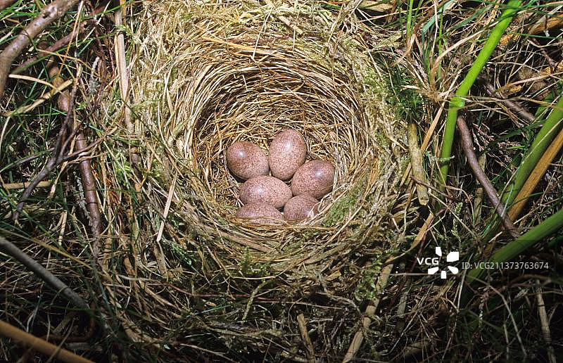 普通蝗莺的巢和蛋图片素材