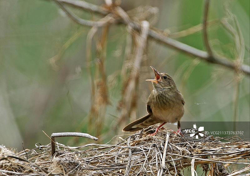 匈牙利河苇莺雄鸟栖息枯草鸣唱图片素材