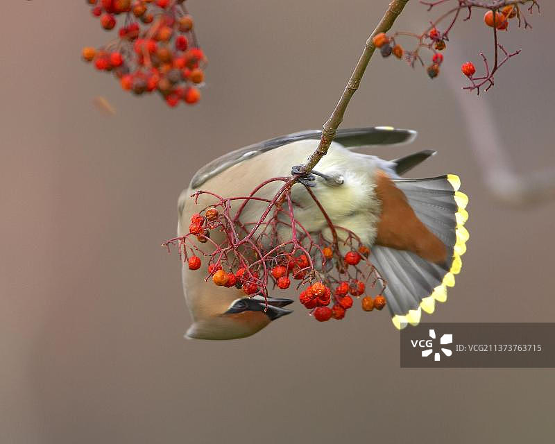 太平鸟:波西米亚太平鸟(Bombycilla garrulus),鸣禽,动物,鸟类,波西米亚太平鸟成年鸟以花楸浆果为食,伍斯特郡,英格兰,英国,欧洲图片素材