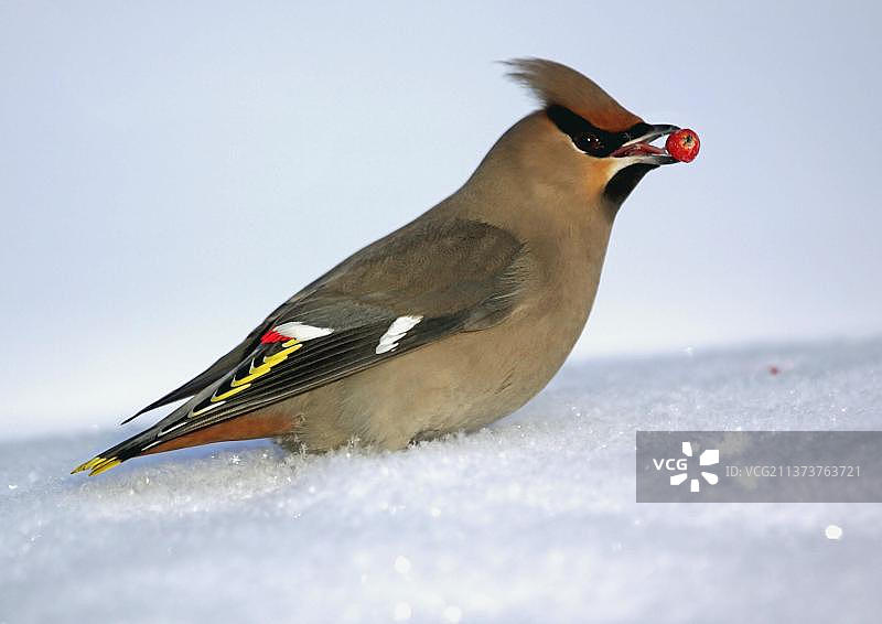 芬兰三月雪中太平鸟进食浆果图片素材