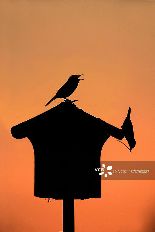 日出时剪影：一对家鹩（Troglodytes aedon）成鸟正在巢箱中鸣叫并衔筑巢材料，美国图片素材