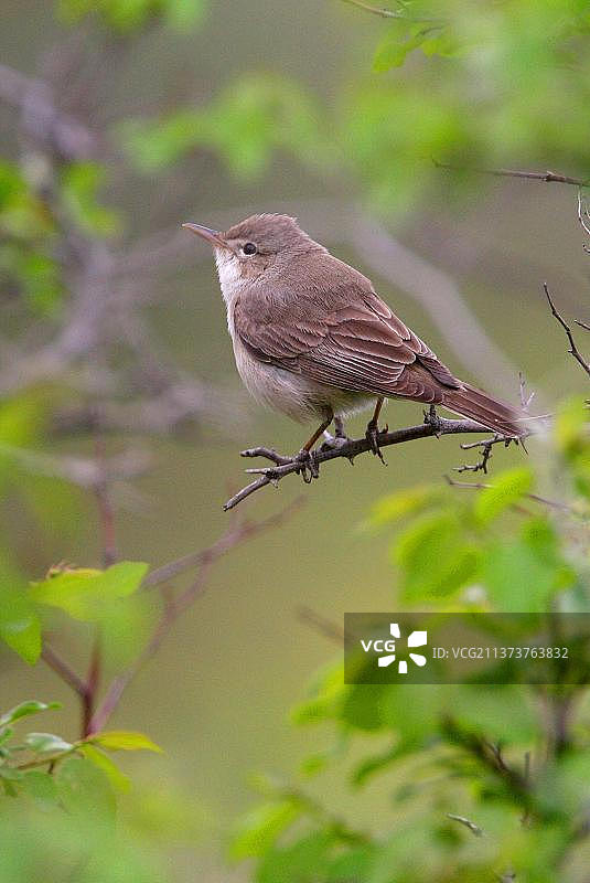坐在树枝上的黄柳莺（成年），亚美尼亚，亚洲图片素材