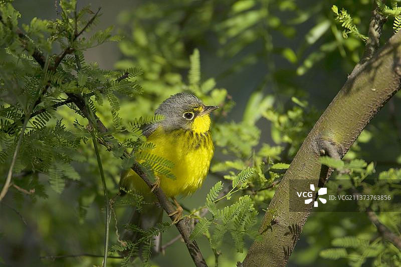 加拿大莺（Wilsonia canadensis），成鸟栖息于树枝上，美国南帕德里岛图片素材
