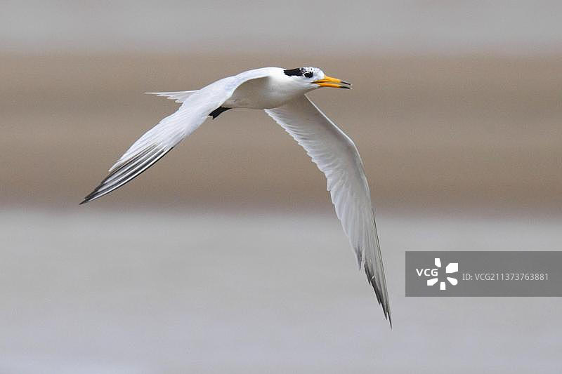 中国福建闽江河口，非繁殖羽毛的中华凤头燕鸥成鸟飞越沙洲图片素材