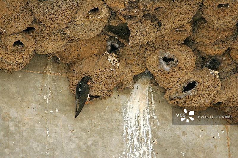 南非崖燕成鸟在桥下巢群的泥巢中（非洲，南非）图片素材