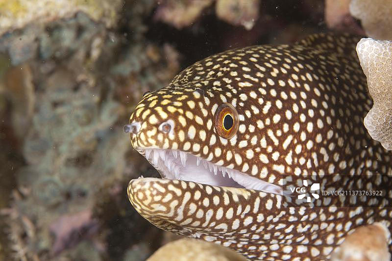 珍珠海鳝图片素材