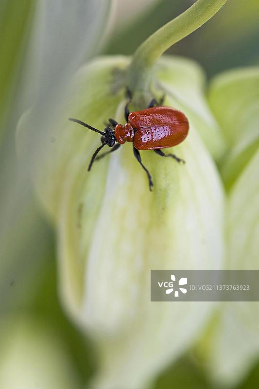 猩红百合甲虫与蛇头贝母花，多塞特，英格兰图片素材