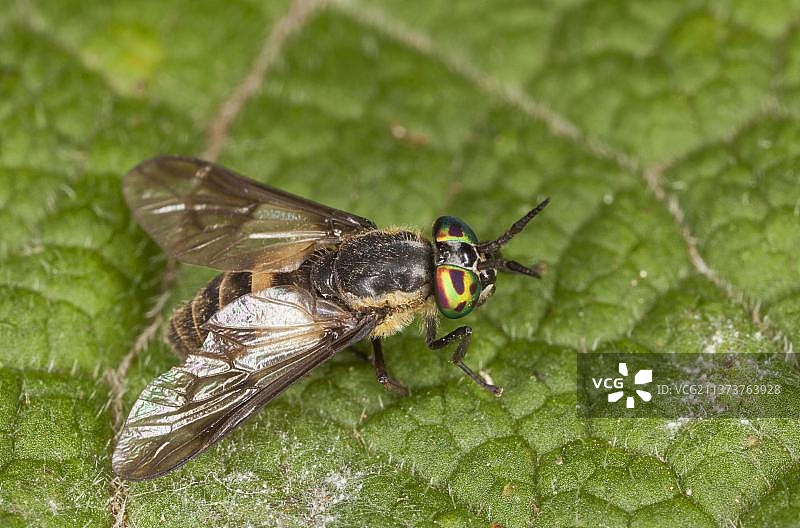 休息在法国的方斑鹿虻成年雌性图片素材