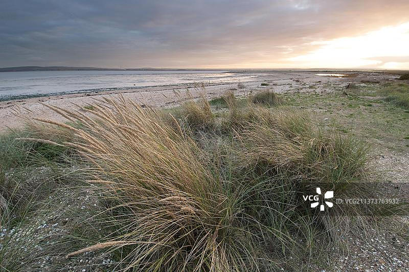 夕阳下海岸栖息地的欧洲芒草（Ammophila arenaria），甜茅草，芒草，斯韦尔国家自然保护区，英格兰肯特郡谢佩岛，秋季图片素材