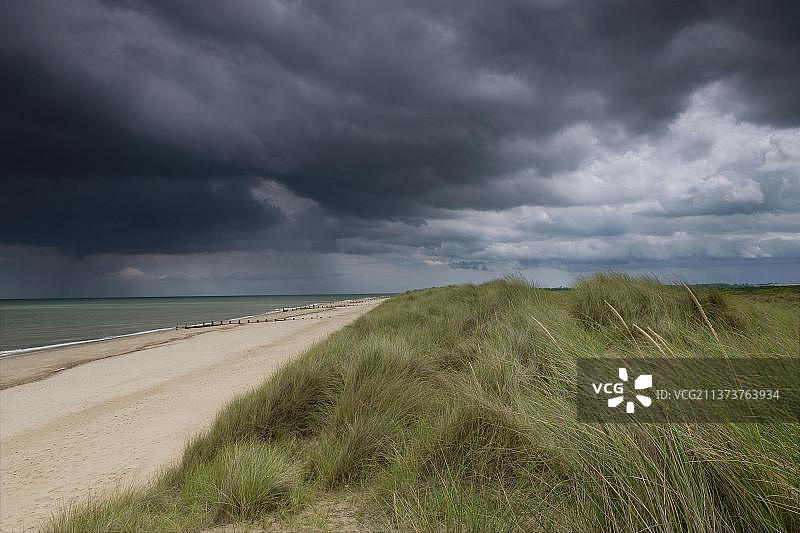 欧洲海滩沙丘上的芒草图片素材