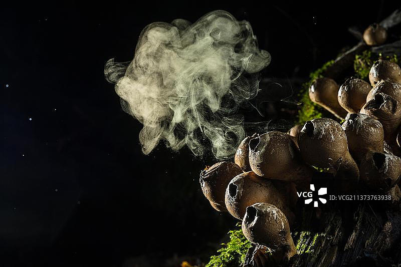 梨形孢粉菌子实体，被雨滴击中后释放孢子，意大利，欧洲图片素材