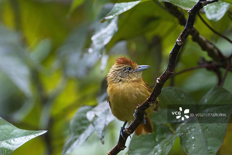 横斑蚁鵙（Thamnophilus doliatus），鸣禽，动物，鸟类，横斑蚁鵙成年雌性，栖息在树枝上，多巴哥，特立尼达和多巴哥，中美洲图片素材