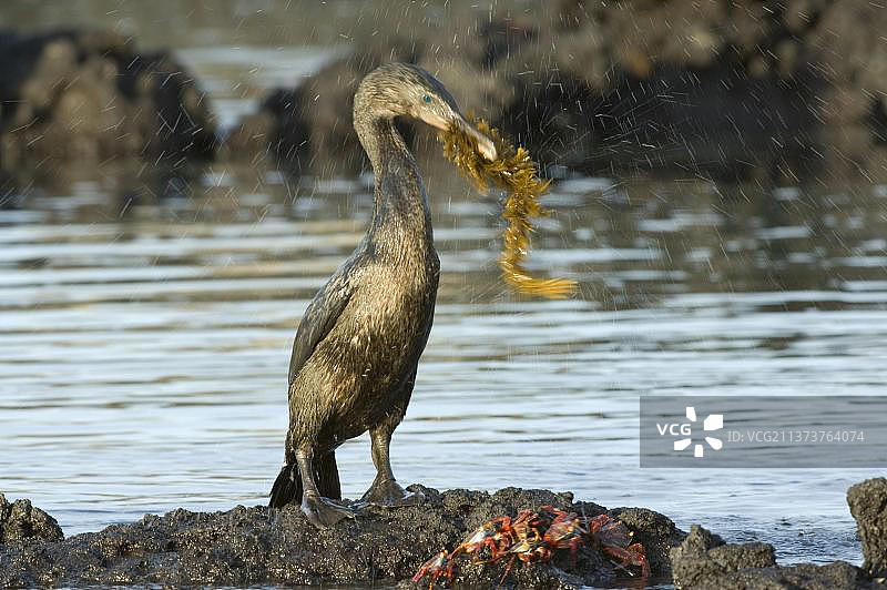 不会飞的鸬鹚，成年雄性携带海藻图片素材