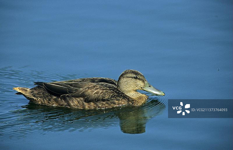 在加拿大东北部游泳的未成熟美洲黑鸭图片素材