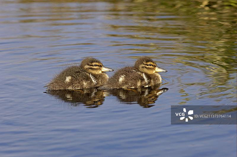 巴塔哥尼亚凤头鸭图片素材