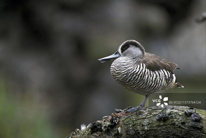 粉耳鸭图片素材