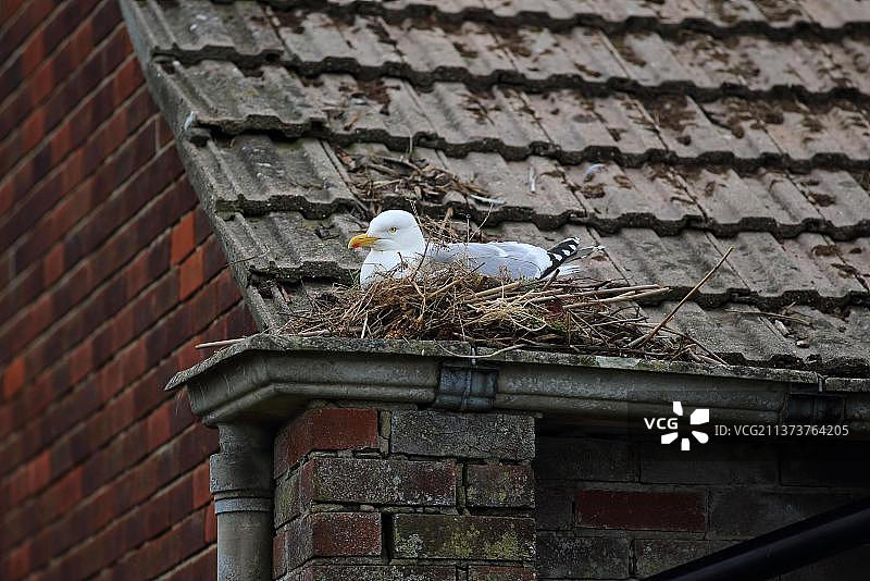 银鸥（Larus argentatus）成鸟在屋顶筑巢，英国多塞特图片素材
