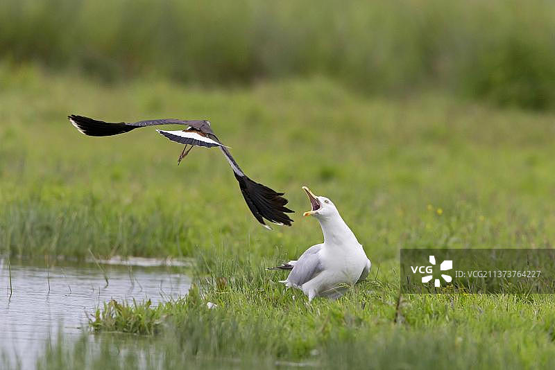 北领环颈鸻（Vanellus vanellus）成年繁殖羽，飞行中，攻击银鸥（Larus argentatus）成年，英国萨福克图片素材