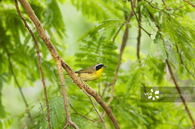 栖息在南帕德里岛上的普通黄喉地莺图片素材