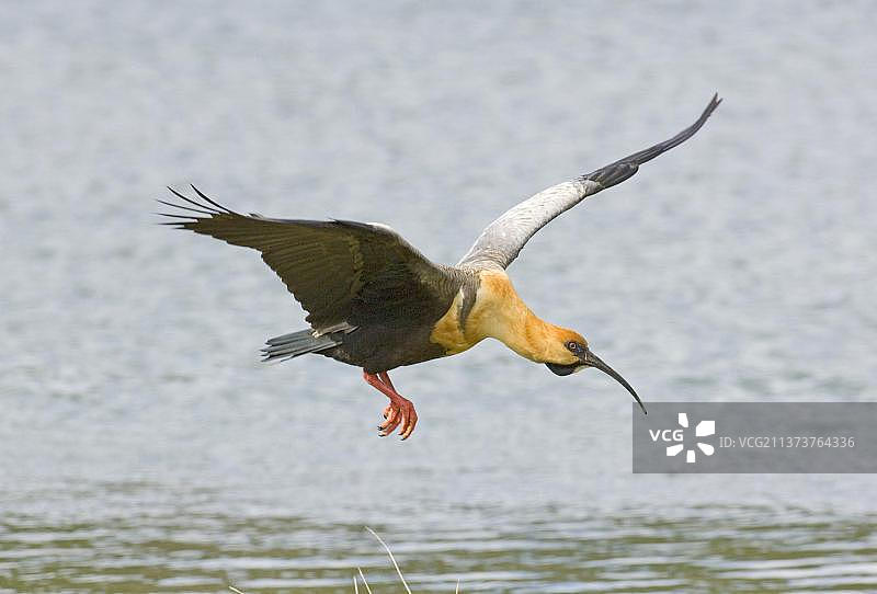 在水面上飞行的浅颈彩鹮成年鸟，火地岛，阿根廷，南美洲图片素材