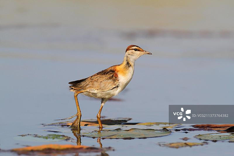 小叫鸭：非洲博茨瓦纳奥卡万戈三角洲湿地水lily叶上的成年小叫鸭图片素材