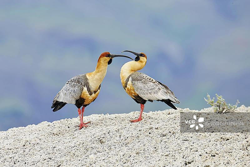 黑脸朱鹮成年一对相互理羽 智利托雷德尔佩恩图片素材