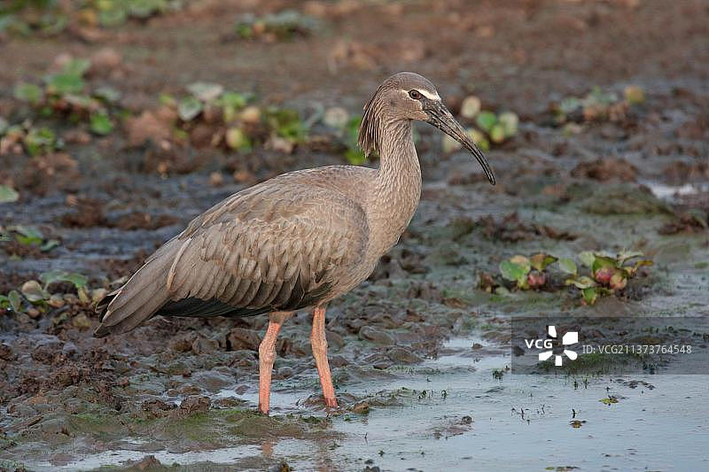 铅色朱鹭（Theristicus caerulescens）成年个体，站在浅水中，巴西马托格罗索州图片素材