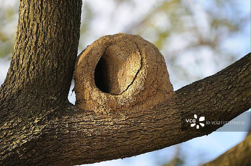 棕灶鸟在阿根廷布宜诺斯艾利斯树上的泥巢图片素材