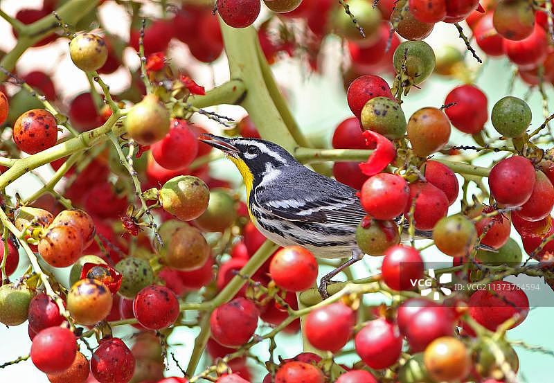 在果树上觅食的黄腰柳莺图片素材