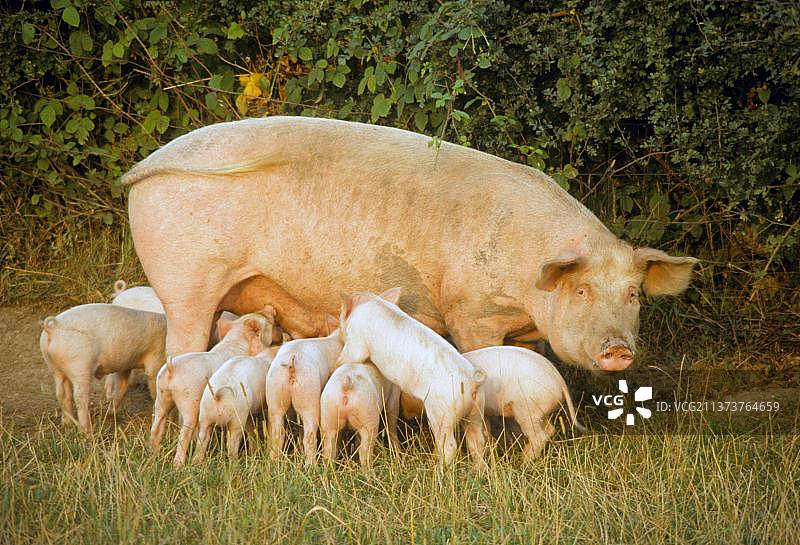 家猪：英国伍斯特郡田野里带着哺乳仔猪的自由放养母猪图片素材