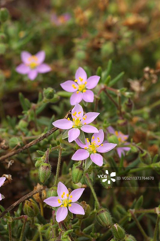 英国康沃尔海岸岩石上的岩生雀舌草开花图片素材