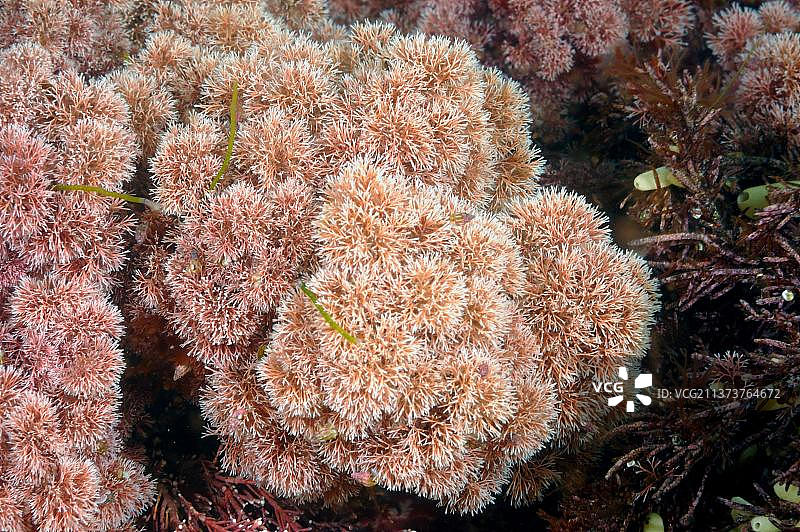 金默里奇湾水下珊瑚藻图片素材