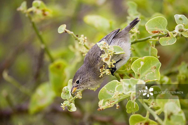 达尔文地雀，鸣禽，动物，鸟类，雀类，莺雀，暗色地雀，西班牙种，加拉帕戈斯群岛图片素材