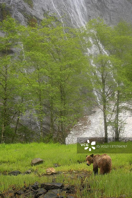 灰熊，位于加拿大不列颠哥伦比亚省的温带雨林空地，背景是瀑布图片素材