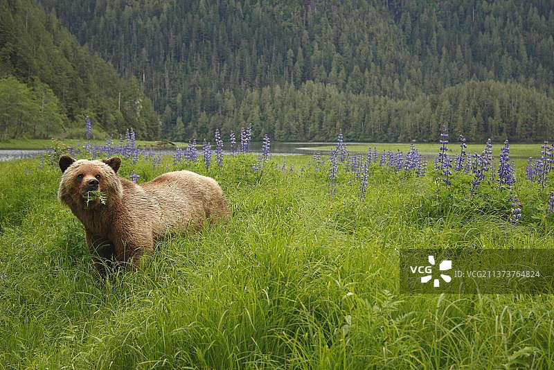 灰熊(Ursus arctos horribilis)成熊,以树叶为食,站在温带沿海雨林空地上开花的努特卡羽扇豆(Lupinus nootkatensis)附近,内通道,海岸山脉,大熊雨林,不列颠哥伦比亚省图片素材
