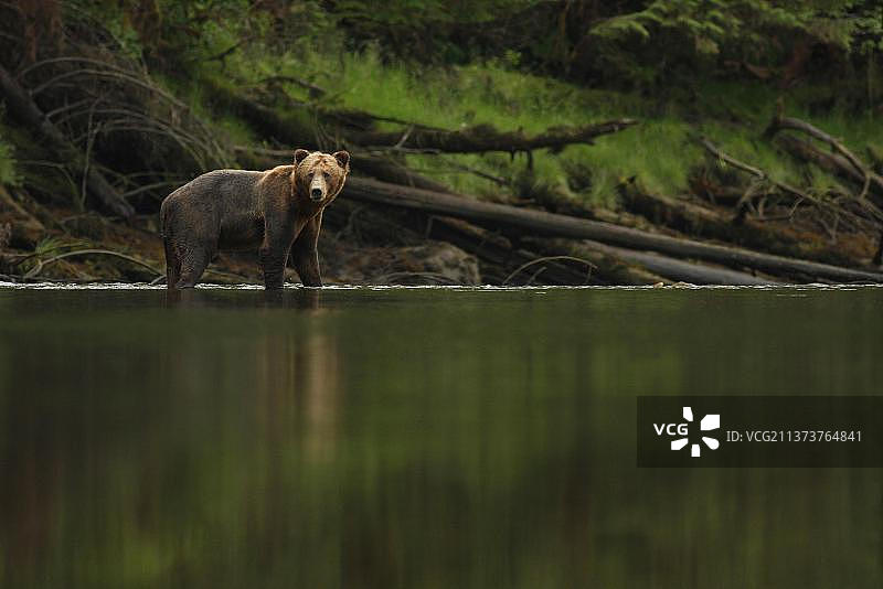 亚成年灰熊，位于加拿大不列颠哥伦比亚省的温带雨林河流中图片素材