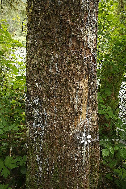 灰熊在西特卡云杉树干上留下的爪痕图片素材