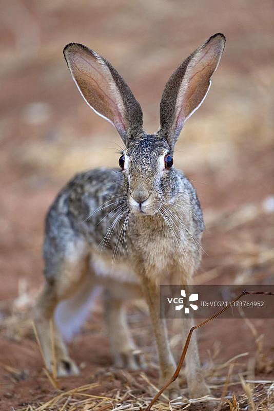 灌丛兔,山兔,灌丛兔(Lepus saxatilis),灌木兔,山兔,野兔,啮齿动物,哺乳动物,成年灌丛兔,站在干燥的大草原警觉,桑布鲁国家保护区,肯尼亚,非洲图片素材