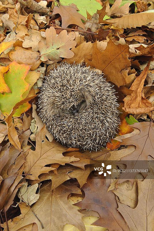 站在落叶中的欧洲刺猬（学名：Erinaceus europaeus）图片素材