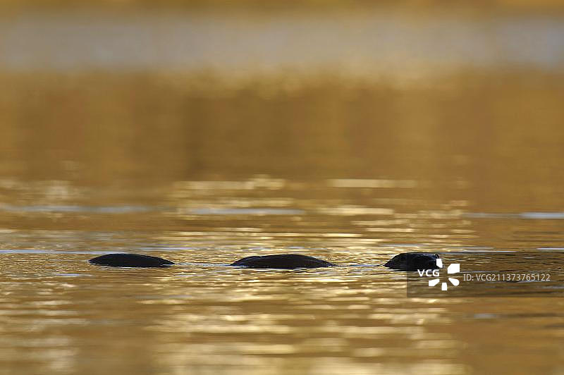 在河中游泳的欧洲水獭图片素材