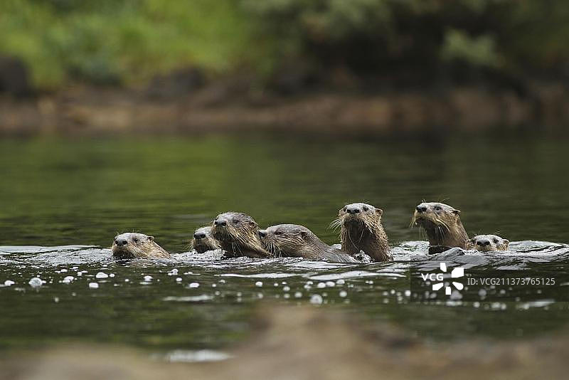 北美河獭(Lontra canadensis)成年和幼年个体在温带沿海雨林中游泳,位于加拿大不列颠哥伦比亚省大熊雨林海岸山脉图片素材