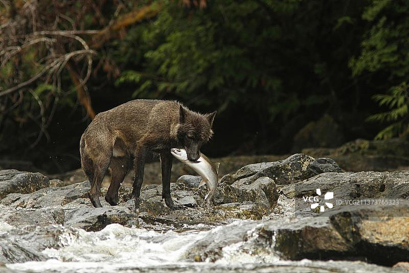 灰色狼在河中捕食大麻哈鱼图片素材