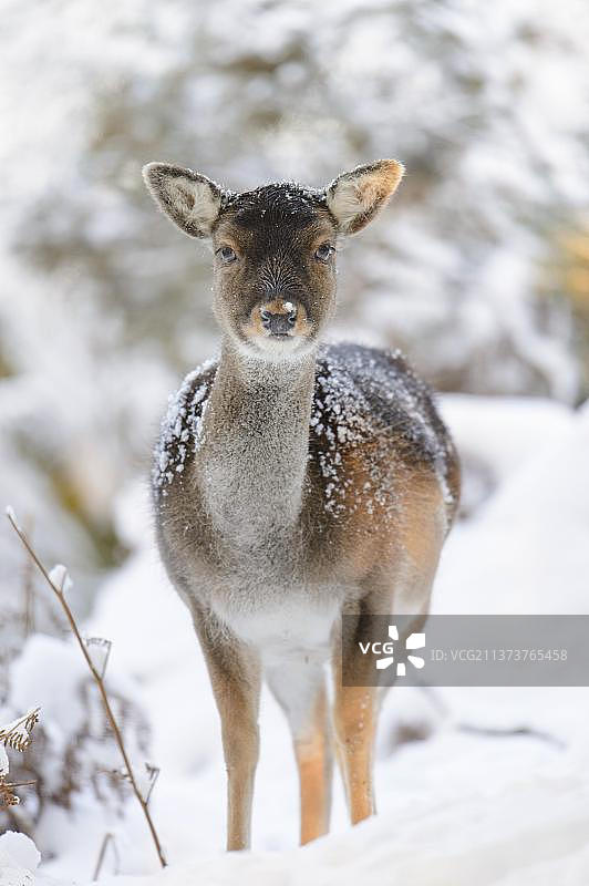 欧洲英国斯塔福德郡Cannock Chase，站在雪地上的黑化欧洲黇鹿图片素材